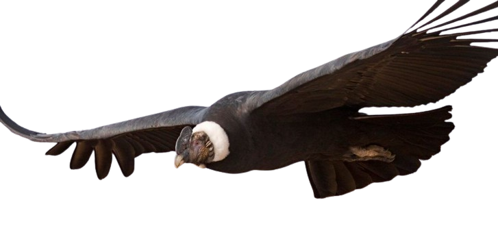 Aguila mayor